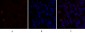 TGFβ1 Polyclonal Antibody
